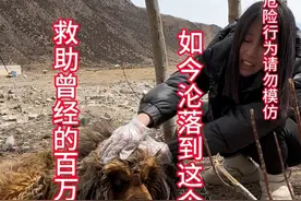 曾经的百万藏獒，如今成了这样……今天给它打理头部#流浪狗救助 #我和狗狗的故事 #流浪动物不流浪 #流浪狗不再流浪 #流浪动物救助视频封面