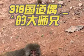 318国道芒康到拉乌村路段看见好多猴#此生必驾318 #一直在进藏的路上 #一人一车自驾 #去拉萨 #野生猴子视频封面