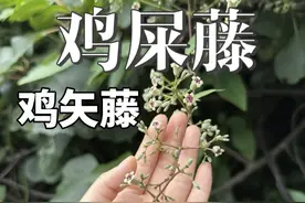 鸡屎藤还是鸡矢藤呢 鸡屎藤和鸡矢藤是同一种植物的不同名称，“矢”为古字假借，后因“屎”字专指排泄物，部分文献避讳写作“矢”。#万物皆可种草#自然奇境科普季#自然万物都是宝#鸡屎藤 #鸡矢藤视频封面