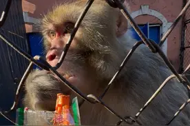 小猴子吃辣条这么香，看的我都馋了 #猴子 #动物园猴子 #这操作都看傻了