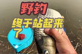 这次收获满满，大鲤子大板子！ #钓鱼就选云飞鱼#野河野钓 #极轻小综合海内无双x25#春季野钓 #原来钓鱼才是抖音运动顶流视频封面