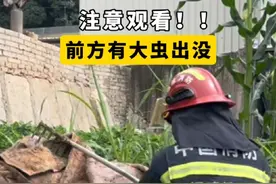 注意观看！前方有大虫出没！可能是近期最大的大虫！ #消防员 #救援名场面 #蛇出没 @抖音短视频 @福建消防视频封面