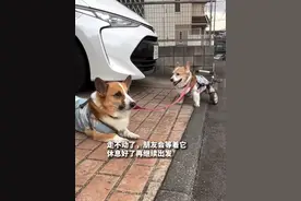 狗狗届有自己的余华史铁生！视频封面