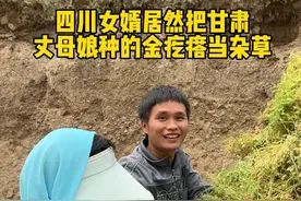 四川女婿居然把甘肃丈母娘种的金疙瘩当成杂草#我的乡村生活 #甘肃农村#扁豆 #干农活 #甘肃丈母娘