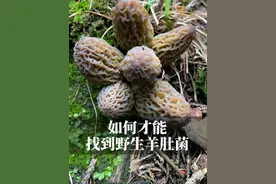 野生羊肚菌寻宝全攻略 如何才能找到“菌中贵族”野生羊肚菌？集合4年国内菇友上山采羊肚菌的经验，及实验室数据、科考调查报告总结而来的羊肚菌分布地图、羊肚菌生长环境，找羊肚菌全攻略，让你体验采蘑菇（捡菌子）的快乐！#内容启发搜索 #羊肚菌#采蘑菇#蘑菇全说#科普一下
