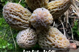 野生羊肚菌寻宝全攻略 如何才能找到“菌中贵族”野生羊肚菌？集合4年国内菇友上山采羊肚菌的经验，及实验室数据、科考调查报告总结而来的羊肚菌分布地图、羊肚菌生长环境，找羊肚菌全攻略，让你体验采蘑菇（捡菌子）的快乐！#内容启发搜索 #羊肚菌#采蘑菇#蘑菇全说#科普一下