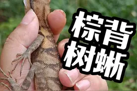 第一天在河口遇到了最常见的蜥蜴之一棕背树蜥，比我想象的大一些 河口这边找蜥蜴还是有点难的，感觉这里人挺多，交通没那么方便，大挂车挺多，生态环境被破坏的有点严重，垃圾之类的挺多，但是耐不住这是热带低海拔环境，动物就是有那么些种类#神奇动物在中国 #蜥蜴 #爬行动物 #户外探险 #爬山