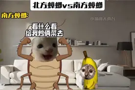 北方蟑螂vs南方蟑螂 #猫meme#南方蟑螂#蟑螂#万万没想到视频封面