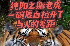 老虎的纯阳之躯到底能有多纯？一大碗鹿血，就能看出人和老虎的差距了#虎 #动物世界 #老虎 #奇闻趣事#内容启发搜索