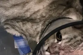 老兵救了只眼睛受伤的猫猫，太有爱心了 #流浪猫 #重庆市流浪猫救助 #5000只流浪猫救援计划 #老兵故事 #救助流浪动物视频封面