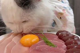 小猫干饭时间到 #干饭最积极的小猫 #吃货猫 #小猫吃饭视频 #干饭猫 #猫咪视频封面