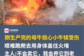 母爱太好哭了😭刚生产完的母牛担心小牛犊受伤，艰难跪爬去用身体盖住火堆，主人:不会卖它，我会养它到老