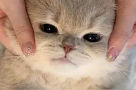 亲密互动培养出的天使小猫长这样！ #我镜头下的小猫 #此刻就是宠爱 #海信宠物友好家电发布会