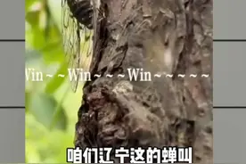 夏天虫子实力排名#昆虫 #猎奇 #脑洞大开 #创意