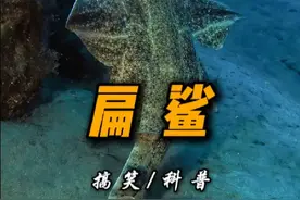 大嘴吃四方，他就是鱼大嘴#动物世界 #自然给你点颜色看看