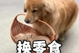 第19集丨一只爱换东西的金毛，用地瓜换牛奶，用老公换火腿肠 #金毛 #狗狗 #动物的迷惑行为 #萌宠日常记录 #狗子的心思都写在脸上了视频封面