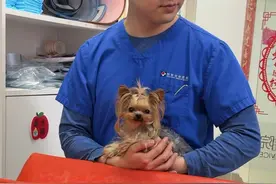 既wasabi上次生病后，家里又一只小狗小抱抱也生病了 #萌宠日常记录 #我的狗子 #小体约克夏 #抖音萌宠视频封面