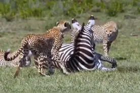 斑马躺在地上晒太阳，结果被三只猎豹发现 #强烈推荐 #斑马 #猎豹 #野生动物零距离 #动物世界精彩解说