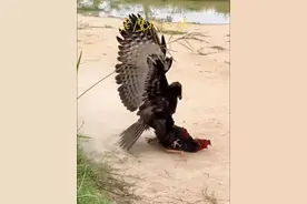 老鹰抓小鸡这回算是翻车了#野生动物零距离 #老鹰 #动物的迷惑行为 #神奇动物在抖音 #内容启发搜索视频封面