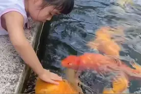 最近没钓鱼，养几条锦鲤玩玩。小西介子苗2公分1个月的变化。#上热门话题🔥🔥🔥 #锦鲤 #好运锦鲤 #介子#养鱼日记 #养鱼养心