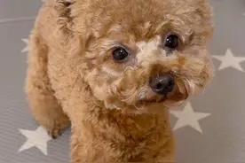 小狗的安全意识测试！ #萌宠日常记录 #狗狗 #萌宠成精了 #狗狗的心思都写在脸上了 #万物可爱计划视频封面