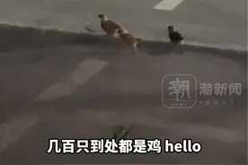 快递运转中心散落几百只小鸡仔 男子傻眼：根本抓不过来。提醒网友：活物不能发快递，有专门的物流视频封面