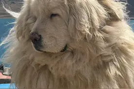 史上最怂的藏獒，被女主人欺负的像只小猫咪！#藏獒视频封面