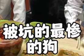 一只因被坑的太惨，每天都要和主人斗智斗勇的狗子“克瑞娜”#克瑞娜的生活日记 #东德牧羊犬 #狗狗的心思都写在脸上了 #不养狗不知道养狗的乐趣 #这狗是有点反骨在身上的