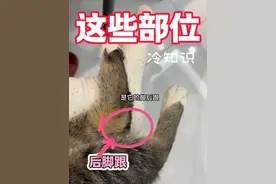 小猫身上的零部件！ #新手养猫 #猫咪冷知识 #养猫经验分享 #养猫人