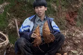 有一种快乐叫上山挖冬笋，资源好的竹林，越挖越上瘾！#冬笋#挖笋的乐趣只有体验过才懂 #挖笋#我的乡村生活#2025新农人计划视频封面