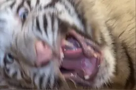 怎么吃着吃着吃急眼了#宫百万 #白虎 #小猫都开始合租了视频封面