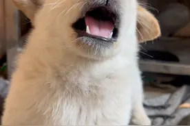 手动闭麦 #小奶狗 #日常逗狗 #奶凶奶凶的 #内容启发搜索 #这样的小奶狗谁能拒绝啊