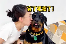 母老虎被咬后行为异常，吓得一坨也不敢动 #罗威纳一坨