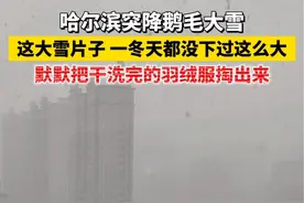哈尔滨突降鹅毛大雪！这大雪片子，一冬天都没下过这么大，默默把干洗完的羽绒服掏出来！#哈尔滨突降大雪视频封面