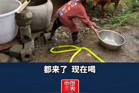 广西马山县渴！渴！渴！黄牛都来抢水喝 #媒体精选计划视频封面