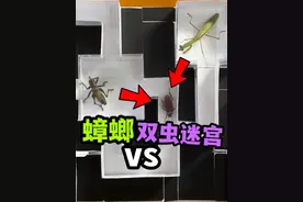 把蟑螂丢进蝈蝈螳螂双虫迷宫！它能闯关成功吗？#蝈蝈#蟑螂