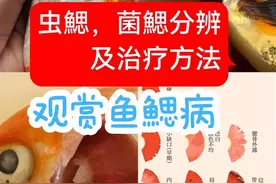 观赏鱼鰓病，鱼鳃病，鱼烂腮，虫鰓，菌鰓分辨，及治疗方法#养鱼日记 #新手养鱼 #鱼病 #鱼烂腮 #鱼病诊断
