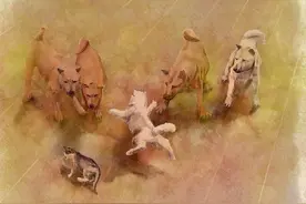 群狗欺负小猫，猫妈用生命和群狗搏斗，最终救下小猫一家团聚。 勇敢的猫妈，伟大的母爱，让人感动。#画一个故事 #暖心一幕 #温暖瞬间 #万物有灵 #暖心一幕视频封面