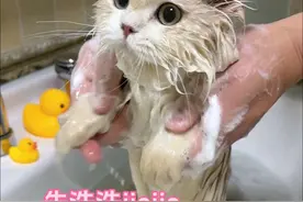 小猫咪洗澡也太乖了吧！ #小猫咪洗澡 #猫咪洗澡乖乖的 #万物可爱计划 #宅家治愈记视频封面