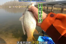 野钓什么窝料饵料好水下测评红虫蚯蚓颗粒 #窝料测试 #水下视频