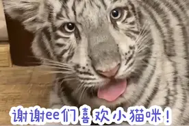 希望全天下的咪咪都能吃饱饱！#宫百万 #白虎 #蓝氏猫粮 #冠能猫粮视频封面