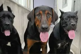 考验你们的时候到了！！！ #狗吃饭的视频 #狗狗 #萌宠出道计划 #不养狗不知养狗的乐趣 #阿伟与狗