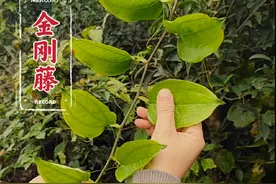 金刚藤在农村很常见，有些地方称它为菝葜，是百合科菝葜属的一种藤本植物。#金刚藤 #菝葜 #植物科普视频封面