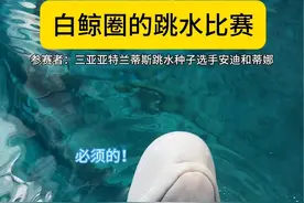 白鲸圈的跳水比赛@三亚·亚特兰蒂斯 #白鲸 #动物的迷惑行为 #跳水 #安迪蒂娜在亚特