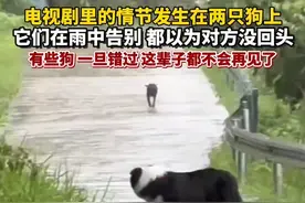 电视剧里的情节发生在两只狗身上，两只狗狗在雨中告别，都以为对方没有回头。#狗狗#错过#人生