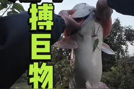 破纪录了，这是我目前钓到最大的大口鲶！！！！#钓鱼的乐趣只有钓鱼人懂 #钓鱼人就是这么疯狂 #爱生活爱钓鱼 #抖音钓鱼人 #钓鱼王地狱猫视频封面