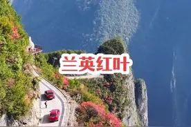 一镜到底带你们看兰英大峡谷的红叶，红叶是真的红，公路是真的窄，人是真的多，太堵车了！#兰英大峡谷 #兰英红叶