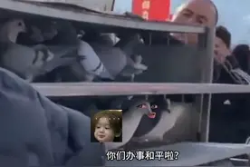 鸽子：谁爱飞谁飞吧#搞笑#搞笑配音#涛哥玩配音 #鸽子 #看一遍笑一遍视频封面