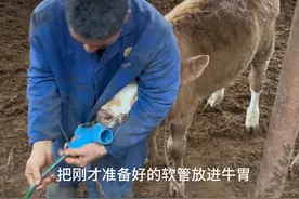 牛儿胀气了，老爸2分钟搞定 这种方法简单实用，但是也要细心谨慎，养牛儿平时也需要细心观察#农村养牛人记录农村生活 #三农视频封面