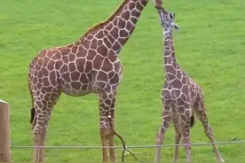 陆地最高的动物，刚出生就有一米七高 #内容启发搜索 #强烈推荐 #创作者扶持计划 #野生动物零距离 #长颈鹿视频封面